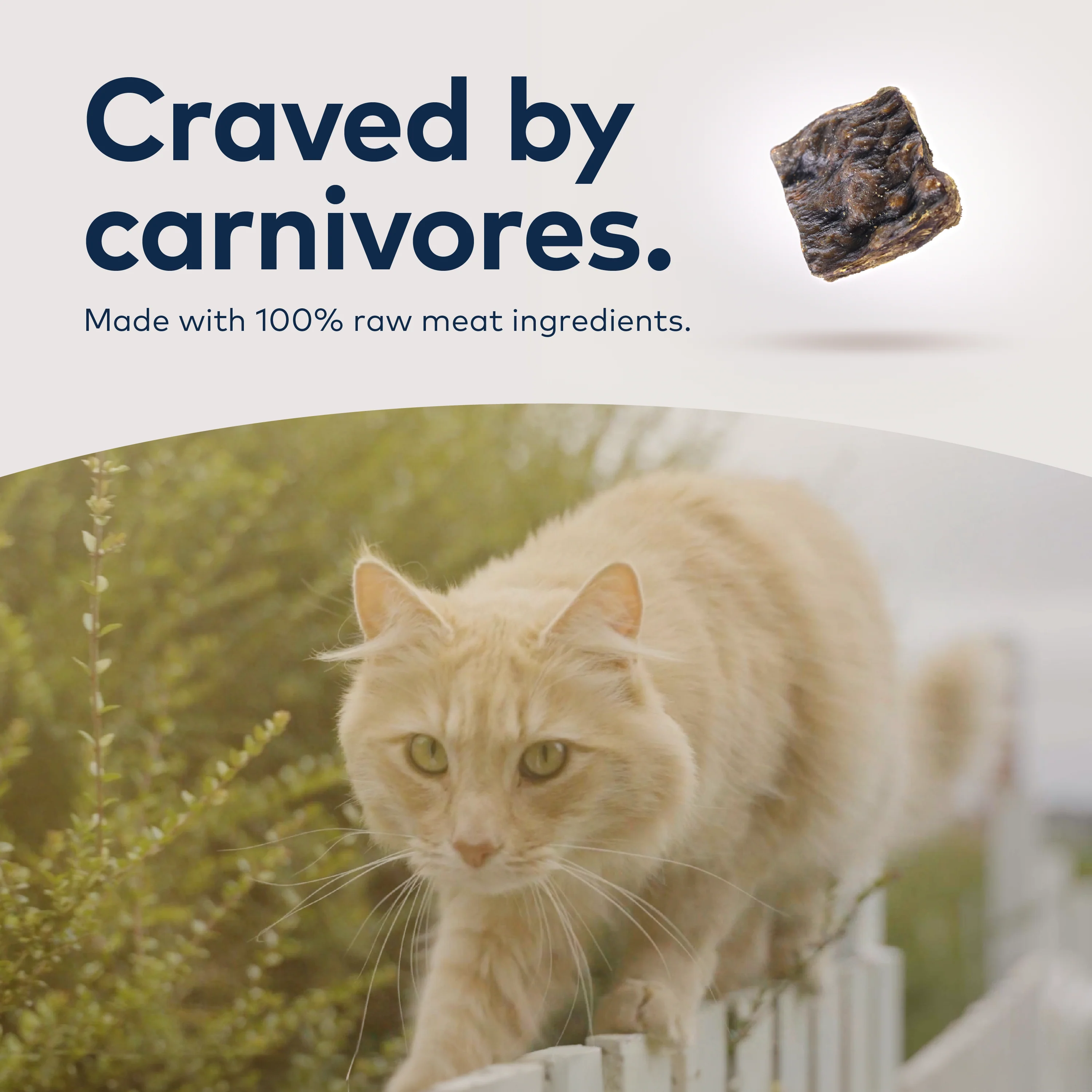 ZIWI Chicken Air Dried Cat Food - Image 6