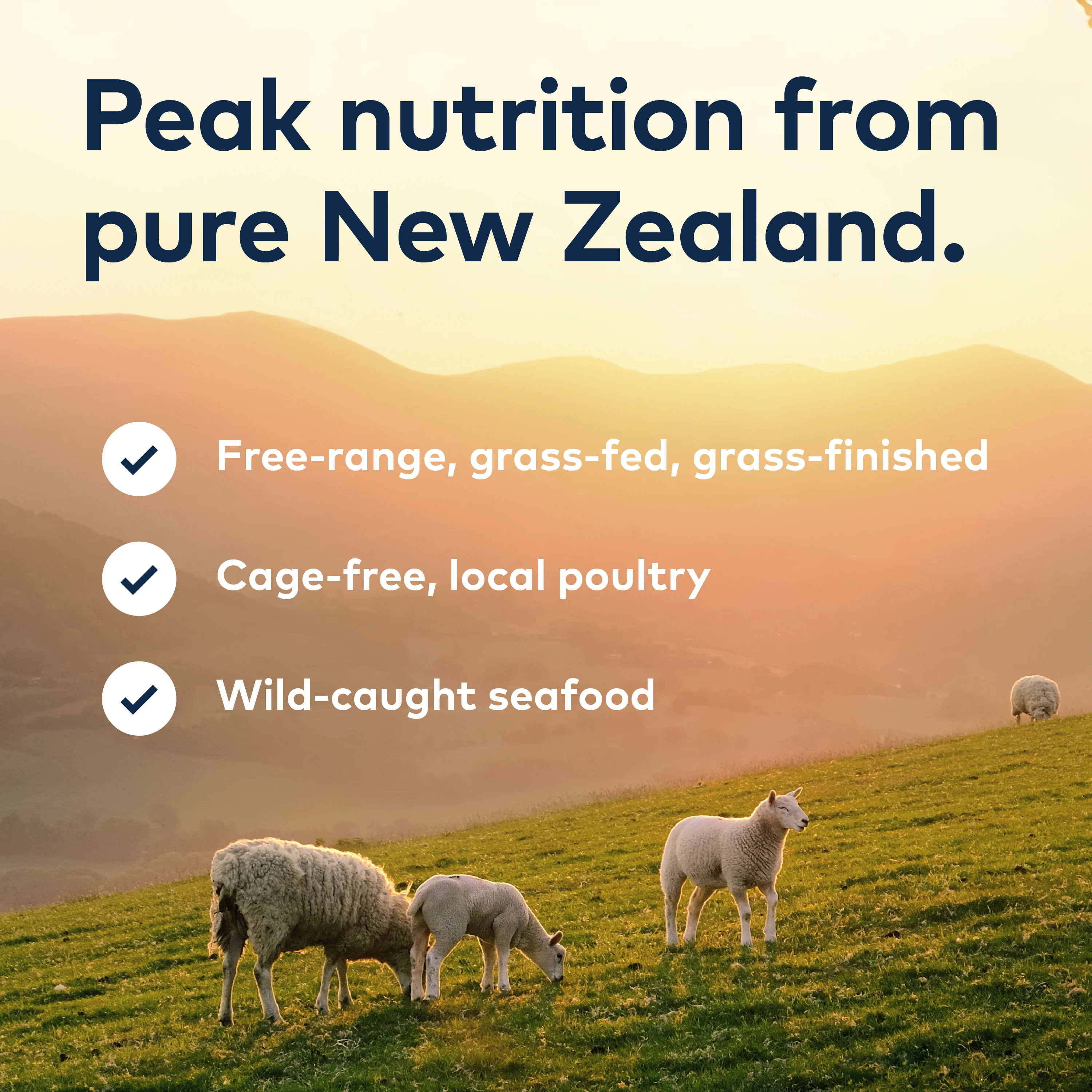 ZIWI South Pacific Fish Steam Dried Cat Food - Image 8